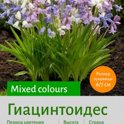 Гиацинтоидес (Hyacinthoides) mixed colours